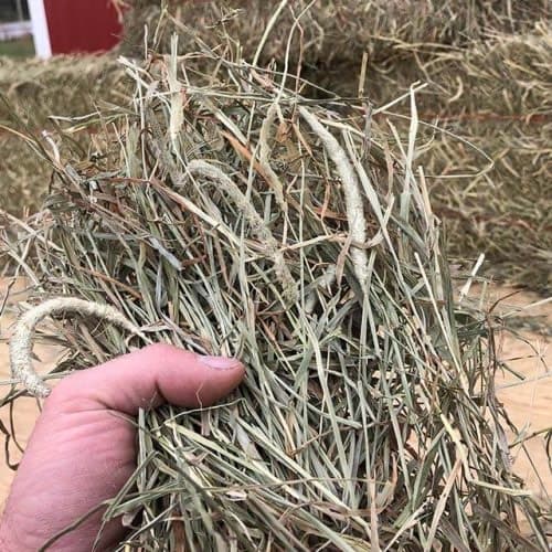 1st Cut Hay