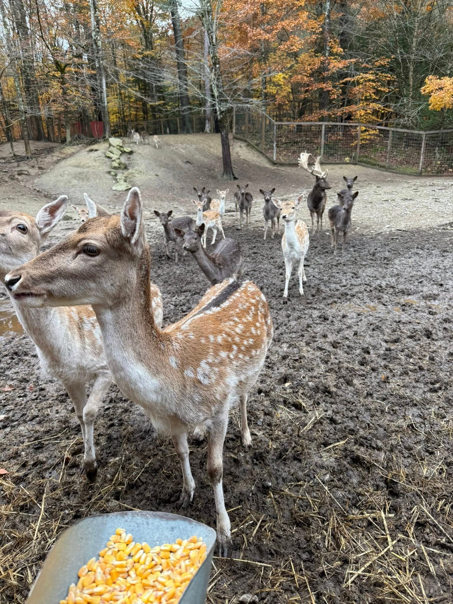 Long Barn Deer